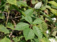 Rubus lindebergii Hallands Väderö, Båstad, Skåne, Sweden 20200627_0042