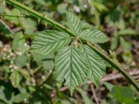 Rubus lindebergii Hallands Väderö, Båstad, Skåne, Sweden 20200627_0043