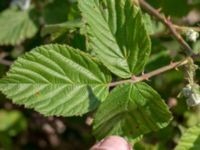 Rubus lindebergii Hallands Väderö, Båstad, Skåne, Sweden 20200627_0046