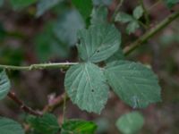 Rubus lindebergii Vasabäck, Höganäs, Skåne, Sweden 20180718_0178