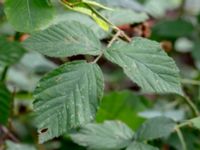 Rubus lindebergii Vasabäck, Höganäs, Skåne, Sweden 20180718_0184