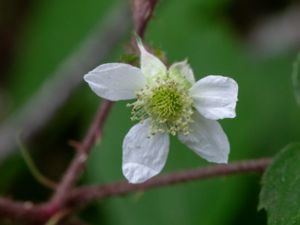 Rubus loehrii - Bergumsbjörnbär