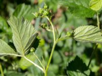 Rubus mortensenii Steninge naturreservat, Falkenberg, Halland, Sweden 20160605_0160