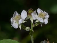 Rubus muenteri Bergums kyrka, Göteborg, Västergötland, Sweden 20190716_0497