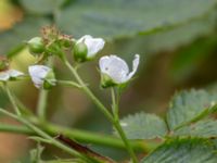 Rubus nessensis var. armatus Hallands Väderö, Båstad, Skåne, Sweden 20200627_0179