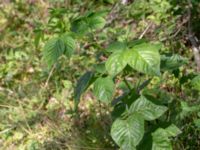 Rubus nessensis var. nessensis Hallands Väderö, Båstad, Skåne, Sweden 20200627_0200