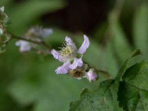 Rubus nordicus - Skageracksbjörnbär