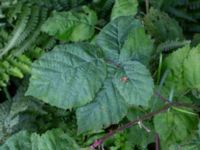 Rubus nordicus Lilla Ålseröd, Kungälv, Bohuslän, Sweden 20190717_0183