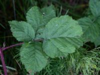 Rubus nordicus Lilla Ålseröd, Kungälv, Bohuslän, Sweden 20190717_0190