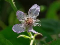 Rubus norvegicus Järkholmen, Askim, Göteborg, Västergötland, Sweden 20190716_0359