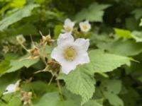 Rubus odoratus Bulltoftaparken, Malmö, Skåne, Sweden 20220614_IMG_7376