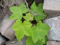 Rubus odoratus Lindängelunds rekreationsområde, Malmö, Skåne, Sweden 20160807_0110