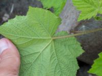 Rubus odoratus Lindängelunds rekreationsområde, Malmö, Skåne, Sweden 20160807_0111