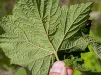 Rubus odoratus Ollebo, Malmö, Skåne, Sweden 20160619_0072