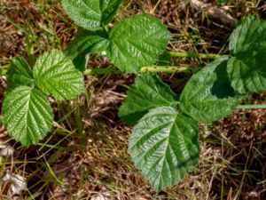 Rubus onsalaënsis - Buerabjörnbär