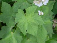 Rubus parviflorus 694 m S Örja kyrka, Landskrona, Skåne, Sweden 20180529_0008