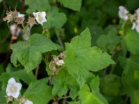 Rubus parviflorus 694 m S Örja kyrka, Landskrona, Skåne, Sweden 20180529_0009