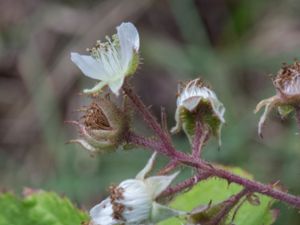 Rubus pedemontanus - Rostbjörnbär