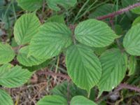 Rubus pedemontanus V Rotundan, Henkelstorp, Löddeköpinge, Kävlinge, Skåne, Sweden 20170708_0072