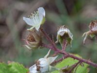 Rubus pedemontanus V Rotundan, Henkelstorp, Löddeköpinge, Kävlinge, Skåne, Sweden 20170708_0074