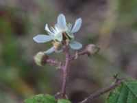 Rubus pedemontanus V Rotundan, Henkelstorp, Löddeköpinge, Kävlinge, Skåne, Sweden 20170708_0076