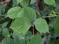 Rubus pedemontanus V Rotundan, Henkelstorp, Löddeköpinge, Kävlinge, Skåne, Sweden 20170708_0080