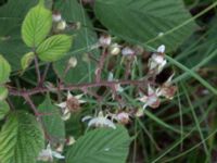 Rubus pedemontanus V Rotundan, Henkelstorp, Löddeköpinge, Kävlinge, Skåne, Sweden 20170708_0081
