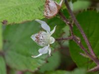 Rubus pedemontanus V Rotundan, Henkelstorp, Löddeköpinge, Kävlinge, Skåne, Sweden 20170708_0082