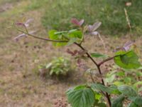 Rubus pedemontanus V Rotundan, Henkelstorp, Löddeköpinge, Kävlinge, Skåne, Sweden 20170708_0088