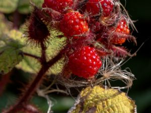 Rubus phoenicolasius - Japanese Wineberry - Vinhallon