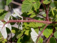 Rubus phoenicolasius Hamnutfyllnaden, Halmstad, Halland, Sweden 20190606_0086