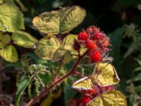 Rubus phoenicolasius Hamnutfyllnaden, Halmstad, Halland, Sweden 20190805_0137