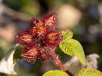 Rubus phoenicolasius Hamnutfyllnaden, Halmstad, Halland, Sweden 20190805_0138