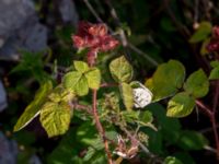 Rubus phoenicolasius Hamnutfyllnaden, Halmstad, Halland, Sweden 20190805_0140