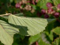 Rubus plicatus 850 m SE Borup, Genarp, Lund, Skåne, Sweden 20180716_0035