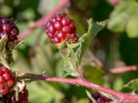 Rubus plicatus 850 m SE Borup, Genarp, Lund, Skåne, Sweden 20180716_0041