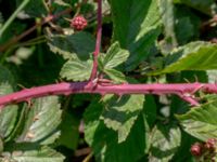Rubus plicatus 850 m SE Borup, Genarp, Lund, Skåne, Sweden 20180716_0042