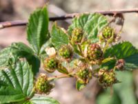 Rubus plicatus Hallands Väderö, Båstad, Skåne, Sweden 20200627_0023