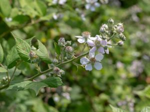 Rubus polyanthemus - Blomsterbjörnbär