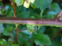 Rubus polybracteatus Sikens väg, Onsala, Kungsbacka, Halland, Sweden 20190716_0301