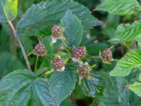 Rubus polybracteatus Sikens väg, Onsala, Kungsbacka, Halland, Sweden 20190716_0304