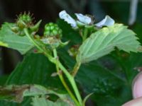Rubus polybracteatus Sikens väg, Onsala, Kungsbacka, Halland, Sweden 20190716_0305