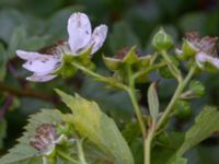 Rubus polybracteatus Sikens väg, Onsala, Kungsbacka, Halland, Sweden 20190716_0306