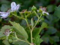 Rubus polybracteatus Sikens väg, Onsala, Kungsbacka, Halland, Sweden 20190716_0307