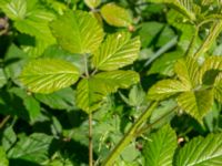 Rubus radula Målareviken, Kalmar, Småland, Sweden 20190609_0109