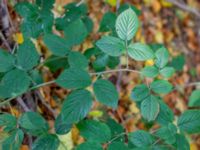 Rubus rudis Kockenhus, Höganäs, Skåne, Sweden 20181030_0086
