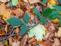 Rubus rudis Kockenhus, Höganäs, Skåne, Sweden 20181030_0098