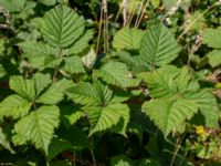 Rubus rugulosus Rydets idrottsanläggning, Kungsbacka, Halland, Sweden 20190716_0283