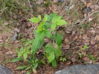 Rubus saxatilis Storforsen, Älvsbyn, Norrbotten, Sweden 20150711_0616