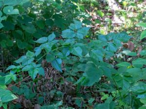 Rubus scissoides - Åsljungabjörnbär